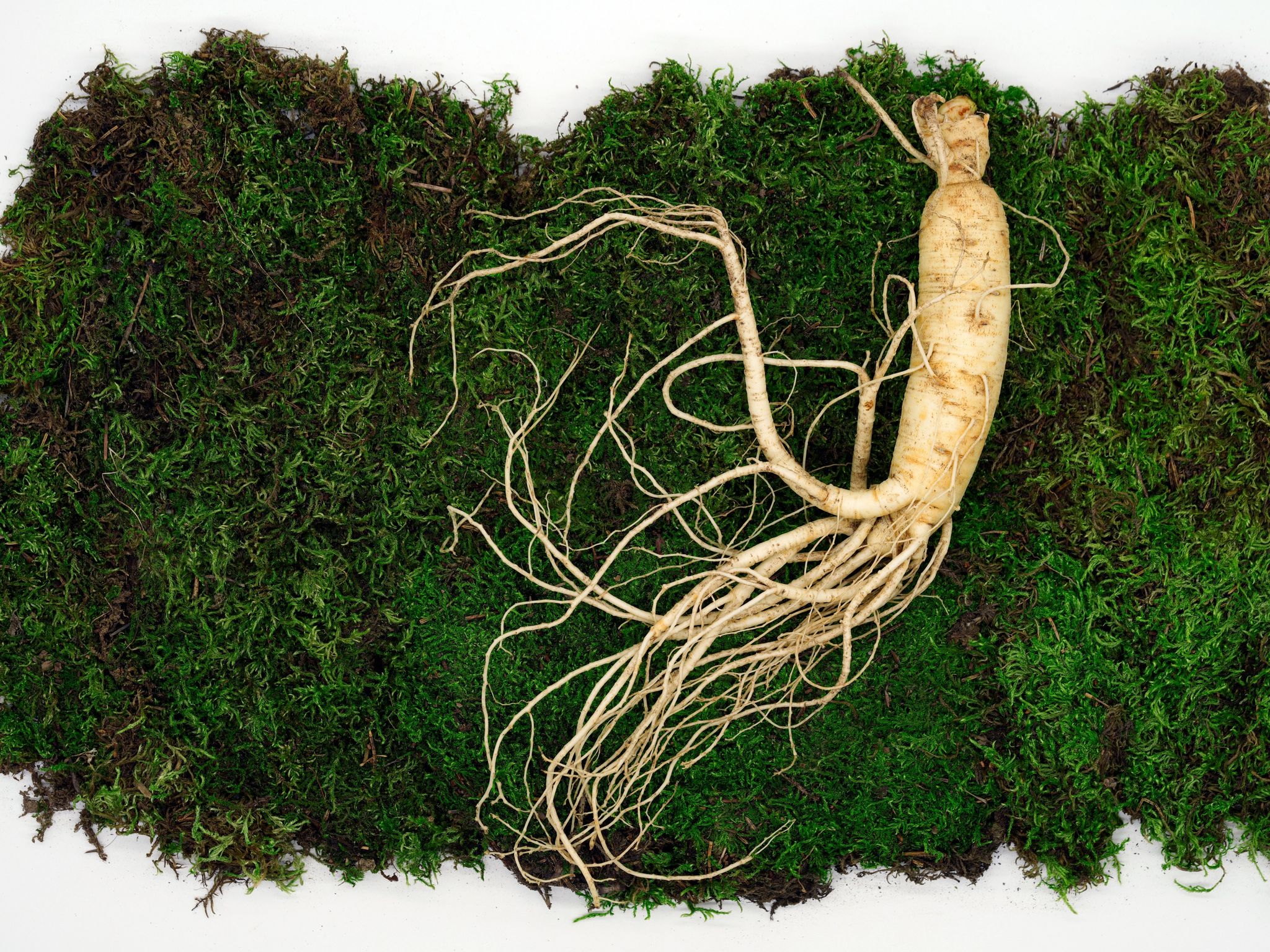 Revitalizing Wellness: Unveiling the Power of American Ginseng Supplements